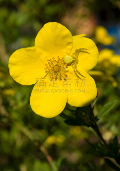 蟹蛛,仅一朵花,蕨麻,垂直画幅,绿色,雄蕊,无人,夏天,植物,彩色图片