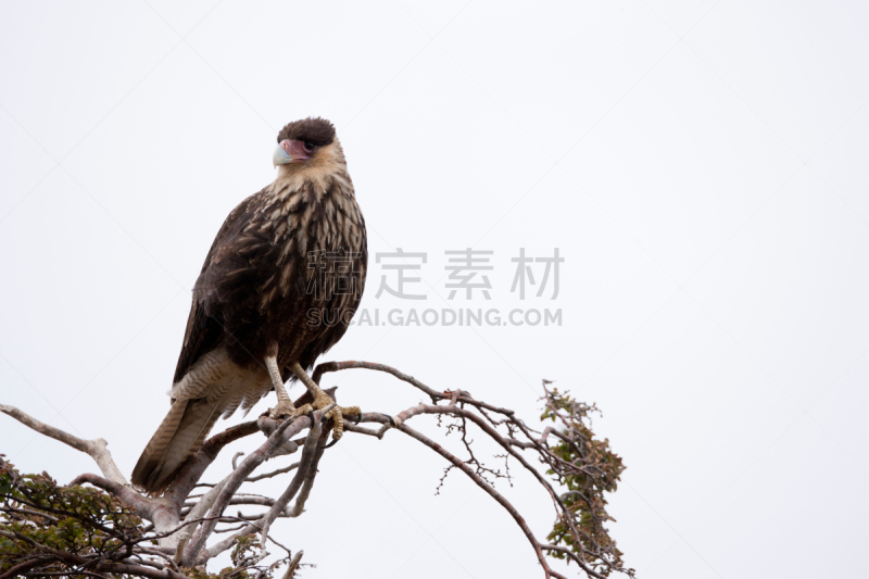 老鹰,南,有冠长腿兀鹰,阿根廷乌斯怀亚市,火地岛群岛,火地群岛,猎鹰,自然,南美,野生动物