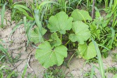南瓜,农作物,叶子,瓜,毛绒玩具,水平画幅,枝繁叶茂,葫芦,户外,俄罗斯