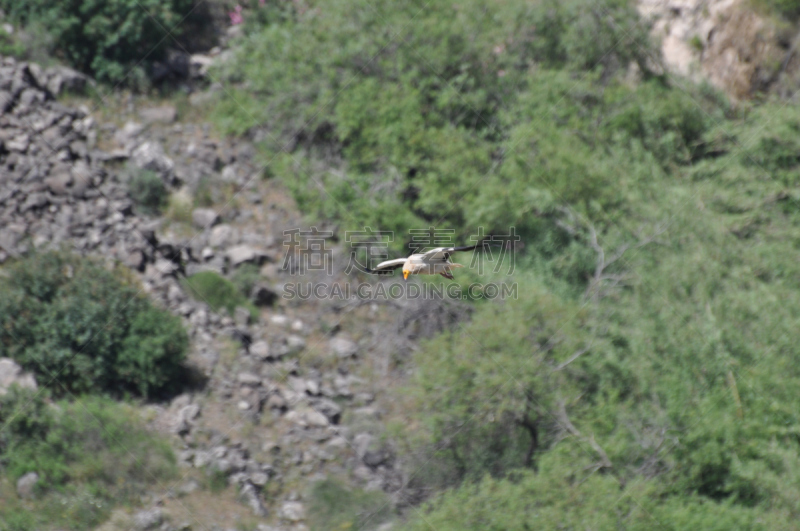 egyptian vulture,自然,天空,公园,野生动物,加里肋亚,水平画幅,蓝色,鸟类,秃鹰