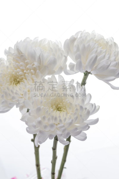 菊花,自然美,白色,自然,芳香的,黄色,季节,垂直画幅,图像,花瓣