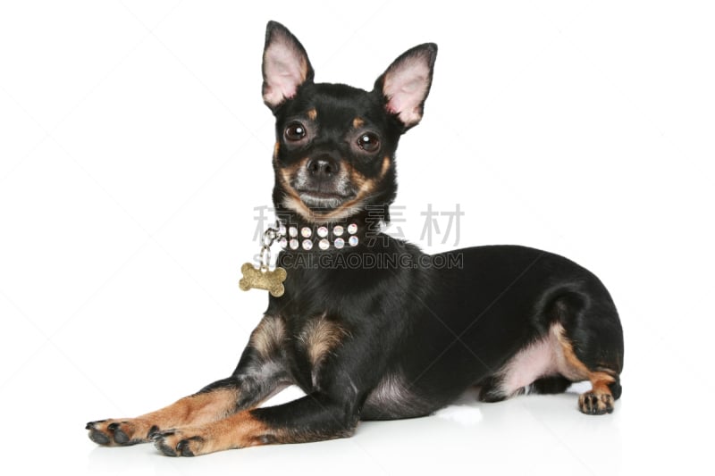 toy terrier,小狗,白色背景,美,褐色,纯种犬,水平画幅,小的,可爱的,梗犬