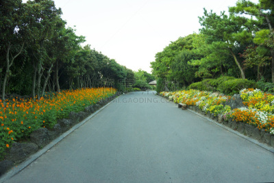 路,花坛,水平画幅,夜晚,无人,曙暮光,户外,都市风景,现代,韩国