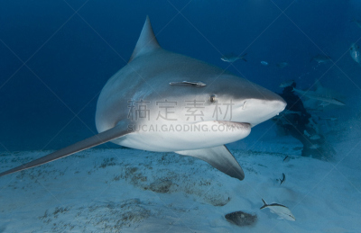 水,bull shark,深的,水平画幅,沙子,印鱼,水下,鲨鱼,野外动物,海洋生命