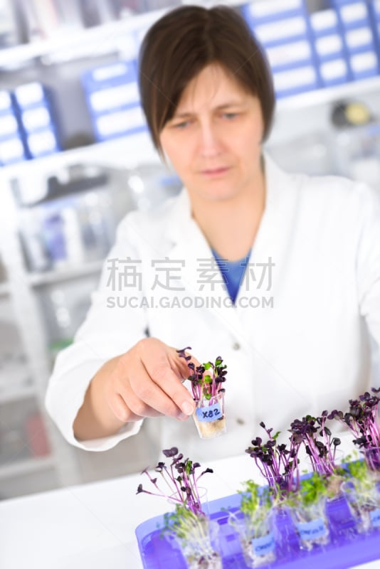 食品,成年子女,大肠杆菌,水芹,豆芽,转基因,垂直画幅,科学实验,实验室,仅成年人