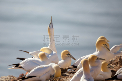 动物的巢,北方鲣鸟,侧卫,鲣鸟,水平画幅,鸟类,大西洋,英格兰,野外动物,户外