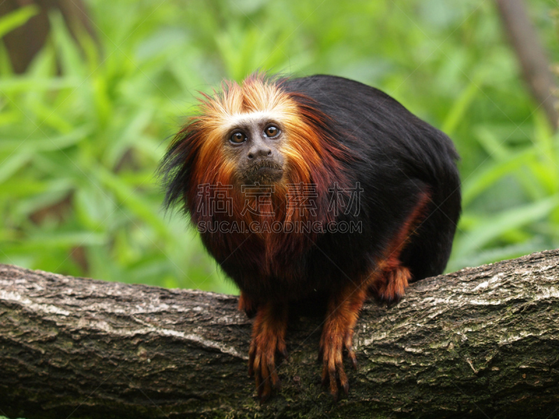 lion tamarin,绢毛猴,水平画幅,绿色,小的,猴子,美洲,哺乳纲,动物,猿