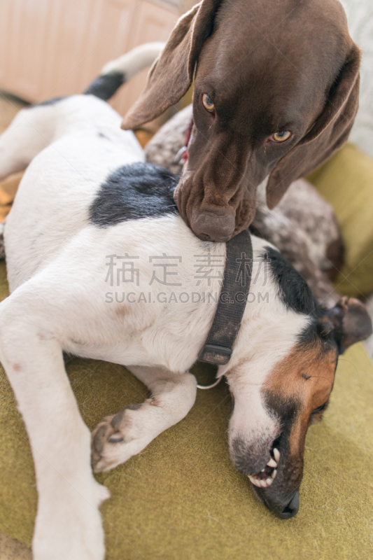 进行中,两只动物,狗,可爱的,垂直画幅,杰克拉瑟短腿犬,纯种犬,嬉戏的,梗犬,波音达猎犬