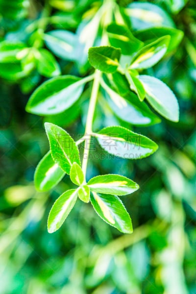 仅一朵花,菜园,春天,植物群,园艺师,垂直画幅,枝繁叶茂,沙子,草坪,夏天