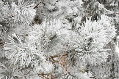 松树,霜,奥地利,美,水平画幅,雪,无人,树梢,早晨