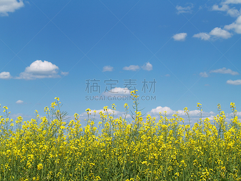 油菜花,自然,天空,草地,非都市风光,水平画幅,地形,无人,蓝色,夏天