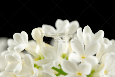 白丁香,美,兰花,水平画幅,无人,spa美容,夏天,特写,明亮,彩色背景