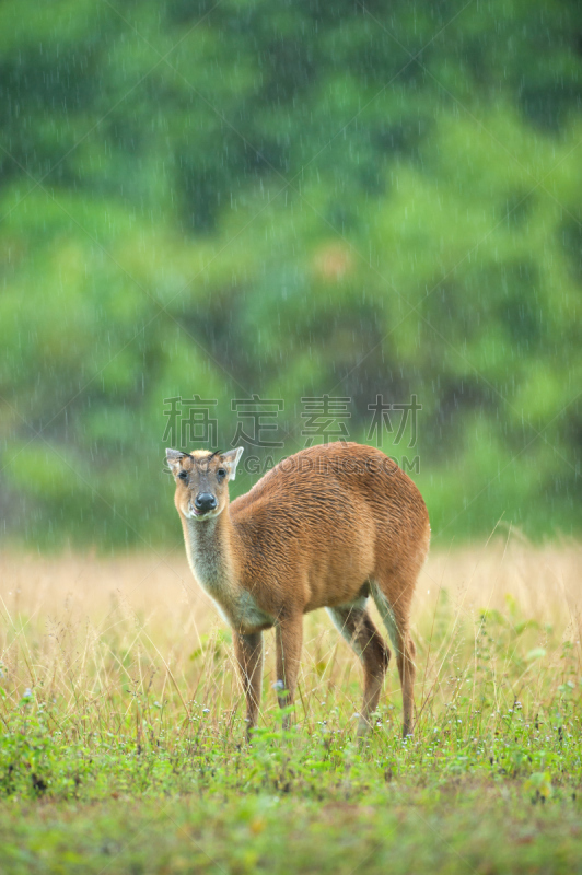 毛冠鹿,雨,婴儿,下一步,学步,鹿,垂直画幅,水,无人,湿