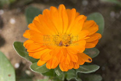 金盏花,高阳市,自然,野生动物,橙色,图像,仅一朵花,颜色,生物,春天