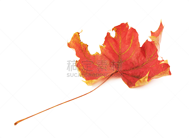 秋天,红色,枫叶,褐色,水平画幅,无人,九月,衰老过程,符号,干的