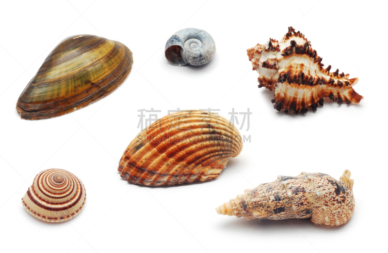 贝壳,牡蛎,白色,水平画幅,彩色图片,动物,有角的,海洋,摄影,装饰