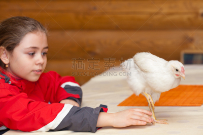 幼小动物,女孩,鸡,白来杭鸡,单腿站着,四肢,水平画幅,家禽,鸟类,动物身体部位
