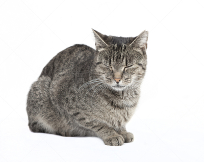 闭着眼睛,猫,格鲁曼f-14,绿色眼睛,纯种犬,水平画幅,可爱的,猫科动物,爪子,动物身体部位