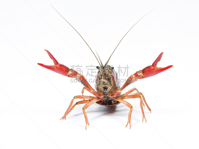 小龙虾,白色背景,水平画幅,无人,爪子,动物身体部位,特写,活力,螃蟹,白色