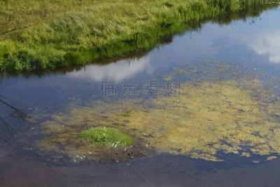 绿藻,yellow water,藻类,下萨克森,海草,水平画幅,绿色,无人,欧洲