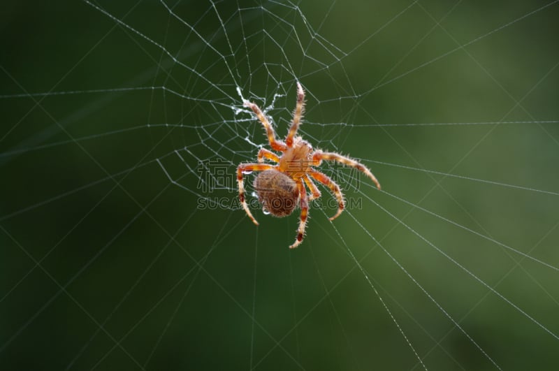 蜘蛛网,Orb Weaver Spider,花园蜘蛛,帕萨迪纳,水平画幅,无人,蜘蛛纲,节肢动物,加利福尼亚,特写