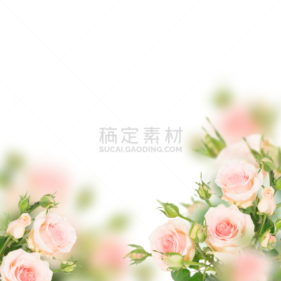 玫瑰,紫罗兰,自然,式样,周年纪念,浪漫,夏天,方形画幅,特写,花束