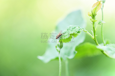 大特写,床单,两翼昆虫,绿色,鹭管鱼,绿头苍蝇,草,小的,动物,人的眼睛
