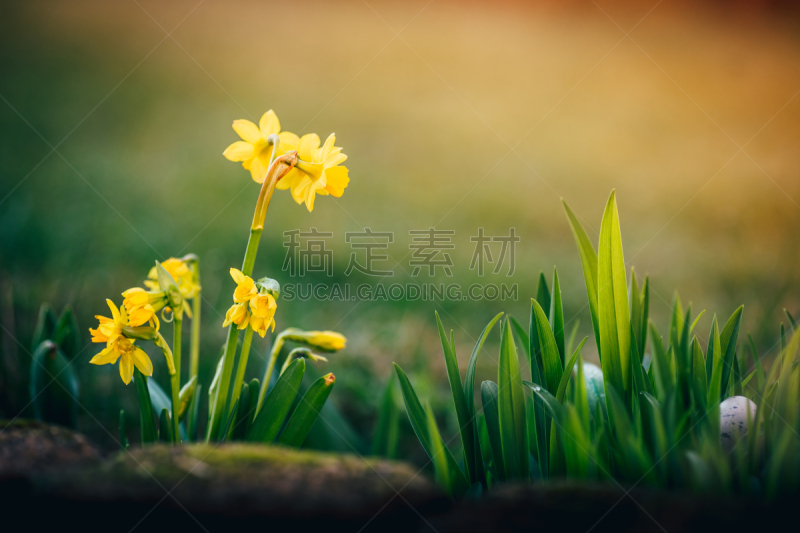 水仙花,背景,春天,复活节彩蛋,鸵鸟蛋,可食用花,春季系列,复活节,草,鸡蛋