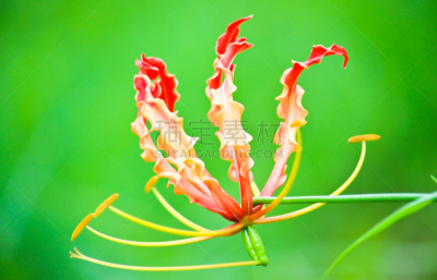 火红色百合,美,公园,水平画幅,异国情调,特写,仅一朵花,明亮,百合花,植物