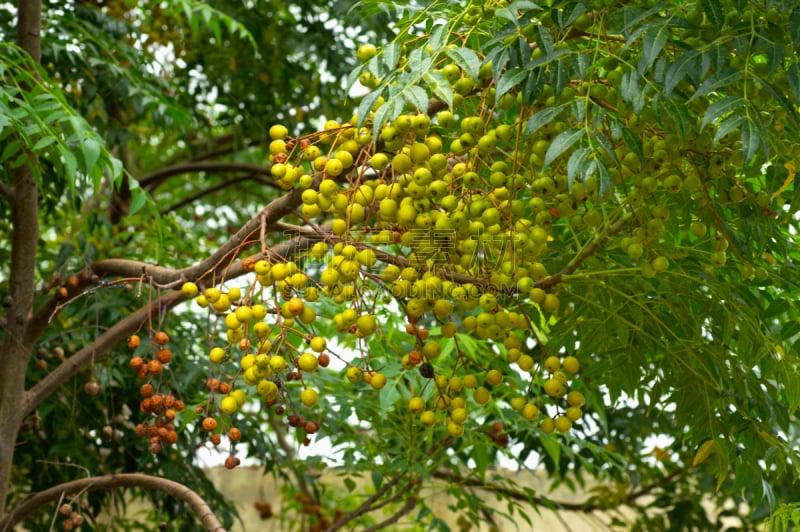 水果,马哈拉施特拉邦,楝树,浦那,替代医药,酸,健康保健,药,印度草医学,食品