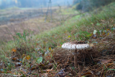 鹅膏菌,褐色,水平画幅,山,无人,巨大的,膳食,户外,针叶树,草