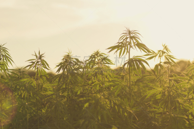 种植园,工业,黑市,蒙得维的亚,耙,乌拉圭,可持续资源,水平画幅,户外,特写