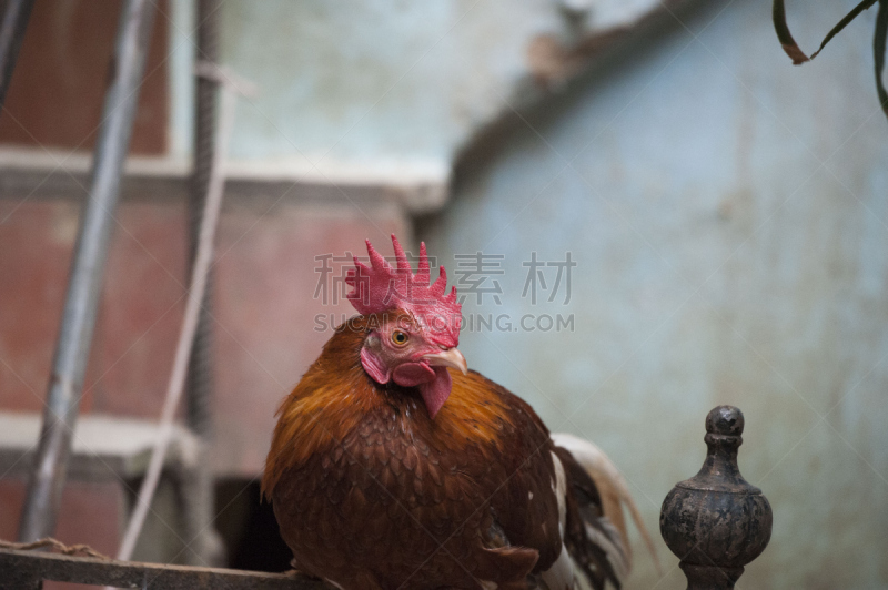 公鸡,首席运营官,自然,美国,水平画幅,鸟类,焦点,鸡,动物主题,宠物