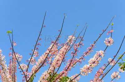 肉桂,天空,蓝色,束状带,自然,水平画幅,夏天,窦,特写