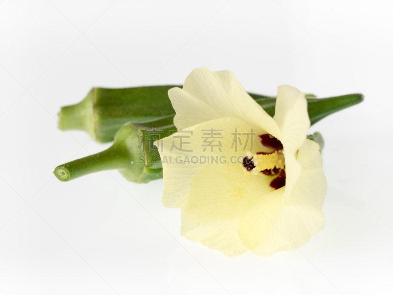 仅一朵花,秋葵,水果,黄绿色,锦葵属,美,水平画幅,绿色,雄蕊,无人