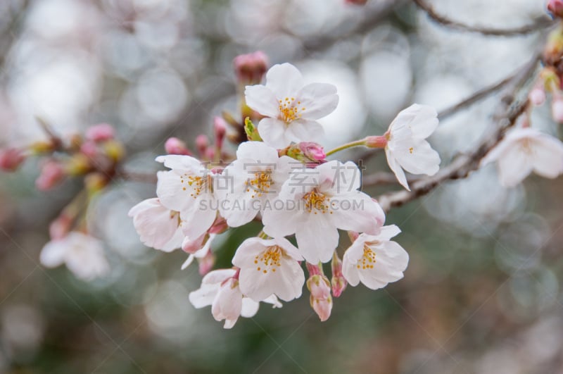 樱花,自然美,樱之花,白色,天空,美,坎大哈省,新的,新宿区,水平画幅