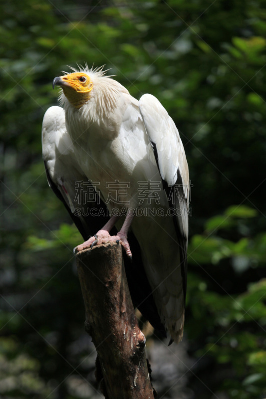 egyptian vulture,自然,垂直画幅,野生动物,食肉鸟,无人,鸟类,秃鹰,非洲,埃及