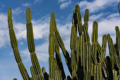 Сactuses  in Arizona, USA