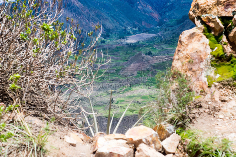 秃鹰,科尔卡峡谷,山脉,火山,大于号,南美,古代文明,拉美人和西班牙裔人,水平画幅,高视角