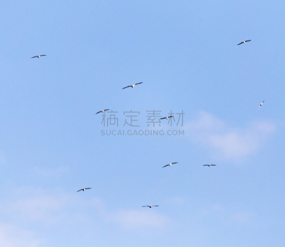 天空,一群鸟,思盖顿,白色,哈萨克斯坦,两翼昆虫,风景,图像,印度野生动物园,组物体