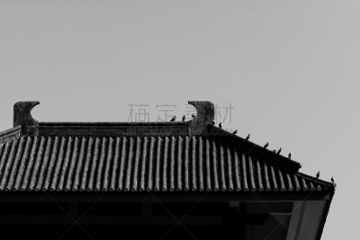 崇圣寺三塔,鸟类,云南省,旅游目的地,水平画幅,无人,动物,白昼,图像,摄影