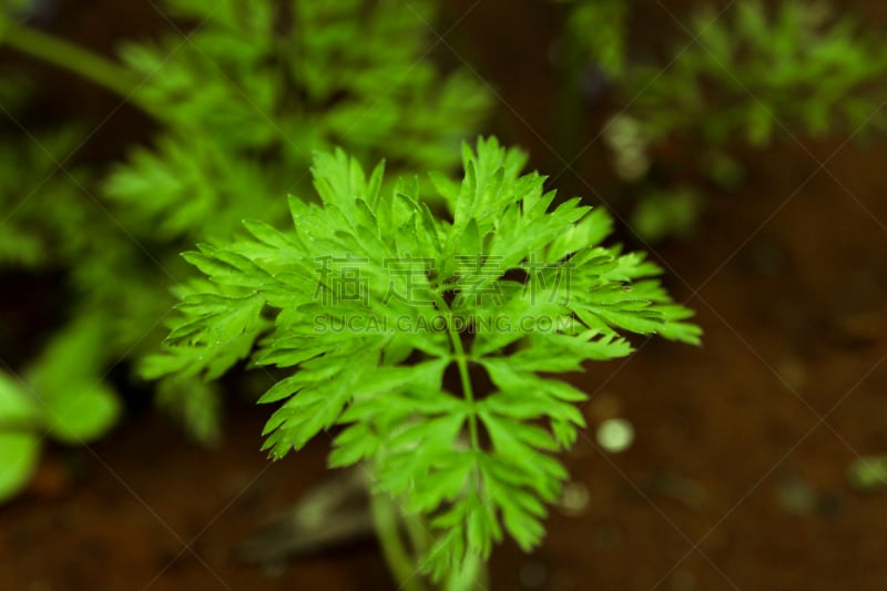 胡萝卜,植物,泥土,栽培植物,易腐,图像聚焦技术,选择对焦,水平画幅,无人,特写