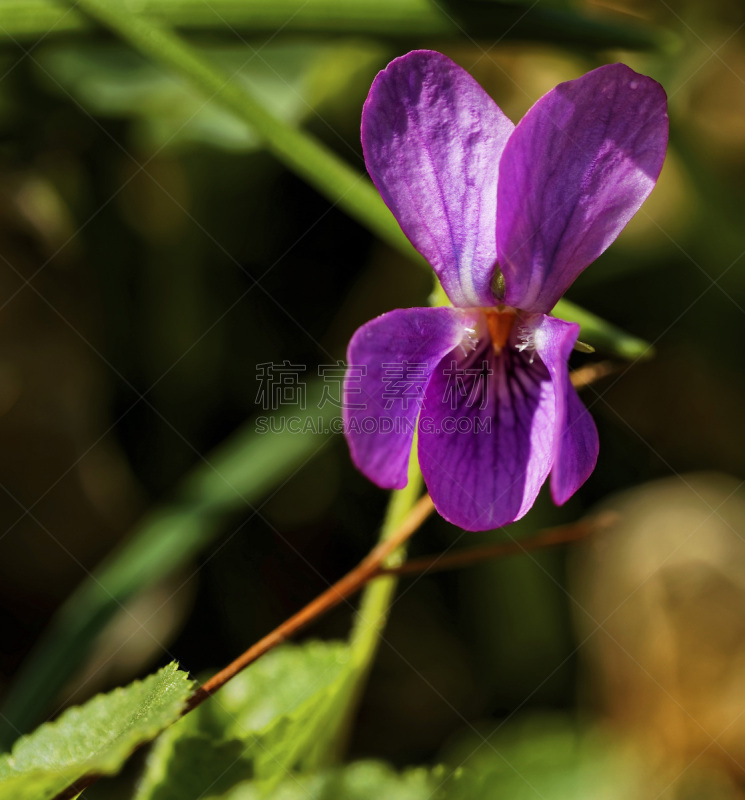 紫色,木制,糜子,香堇菜,开花时间间隔,垂直画幅,美,无人,树林,植物