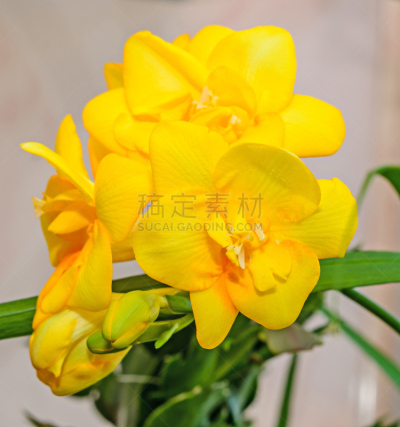 小苍兰,绿色,特写,叶子,黄色,背景,背景虚化,自然,垂直画幅,罗马尼亚