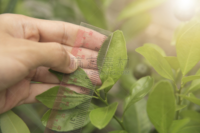 患病植物,生物科技,叶子,科学家,橙子,手牵手,昆虫学家,毛虫,质检人员,水平画幅