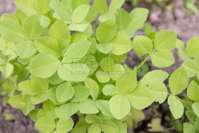 栽培植物,绿色,叶子,龙胆,茶树,印度草医学,水平画幅,素食,豌豆花,植物