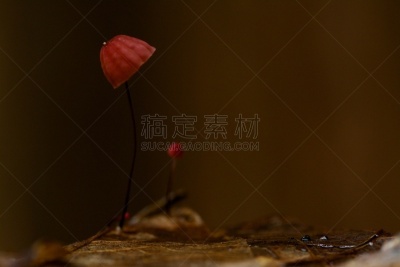 蘑菇,红色,毒蝇菇,伞形毒菌,胡椒牛肝菌,毒蘑菇,水平画幅,图像,特写,树林