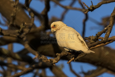 长嘴凤头鹦鹉,美冠鹦鹉,知名动物,自然,新南威尔士,水平画幅,无人,鸟类,工间休息,观鸟