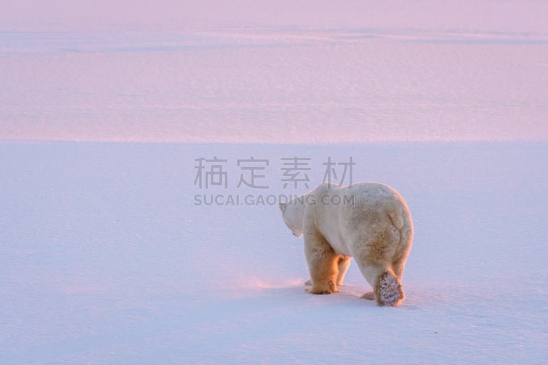 北,留白,水平画幅,马尼托巴湖,雪,无人,野外动物,户外,丘吉尔镇,北极熊