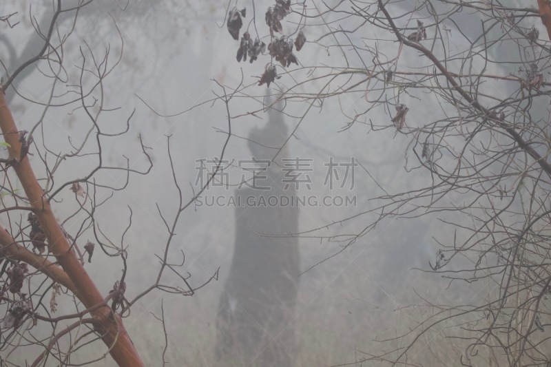 4岁到5岁,公亩,男性,白色,肚子,花园蜘蛛,织巢鸟,行星,长度,野生动物
